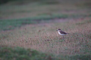 Javan plover are looking for food on the grass. Javan plover (Charadrius javanicus) is a species of bird in the family Charadriidae.