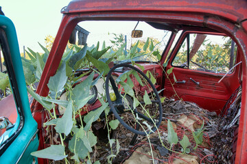 Antique Truck abandoned and overgrown with gourds in 2010