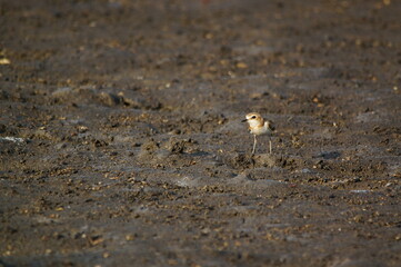 Fototapeta na wymiar Javan plover are looking for food on the river bank. Javan plover (Charadrius javanicus) is a species of bird in the family Charadriidae.