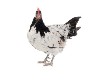  lakenfeld chicken stands isolated on white background