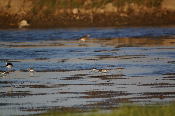 Javan plover are looking for food on the river bank. Javan plover (Charadrius javanicus) is a species of bird in the family Charadriidae.