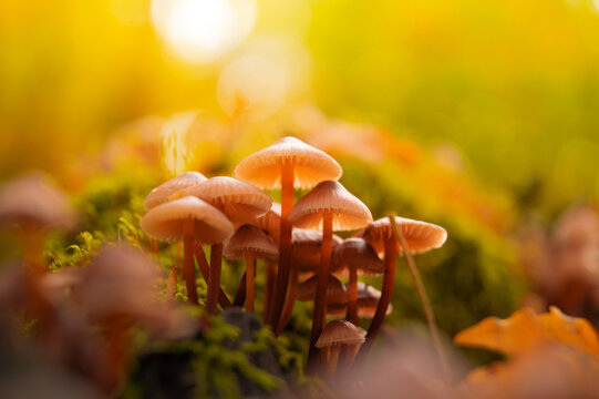 Beautiful closeup of forest mushrooms. Gathering mushrooms. Mushrooms photo, forest photo, forest background