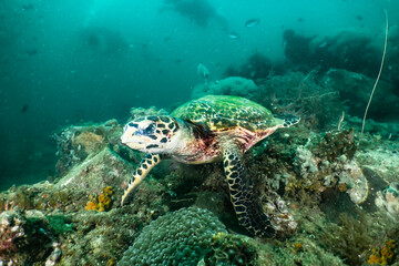 Hawksbill turtle