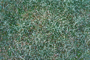 Green grass with morning frost and sunlight in garden, Frozen grass on meadow at sunrise, Plants for abstract natural background