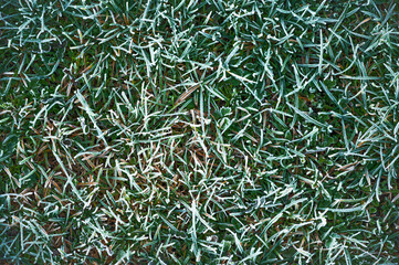 Green grass with morning frost and sunlight in garden, Frozen grass on meadow at sunrise, Plants for abstract natural background