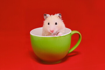 Golden hamster in green cup on red background