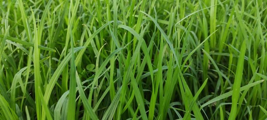 textura de hierba verde para fondo, patrón de césped verde