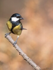 Carbonero común (Parus major)