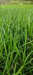 Fototapeta na wymiar textura de hierba verde para fondo, patrón de césped verde