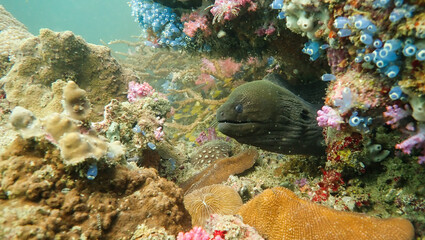 Moray eel
