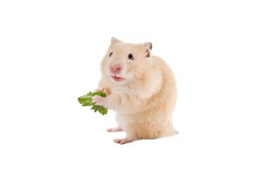Golden hamster with greenery on white background