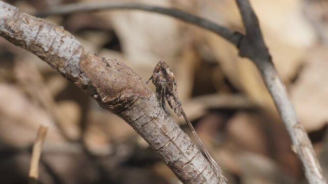 high frame rate zoom in side view of a strange looking planthopper nymph