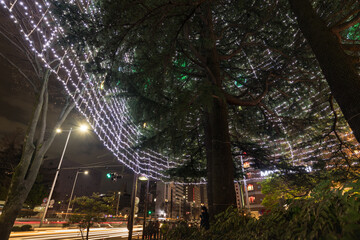 日本　仙台定禅寺通り仙台光のページェント大きなツリー