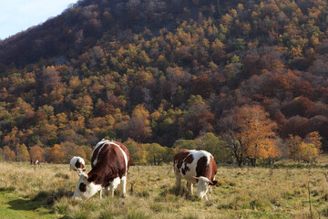 vaches auvergnates marrons