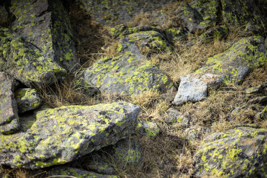 Deep yellow lichen on granite rocks. Mushrooms growing on mountain rocks. Sierra de Guadarrama, Madrid.