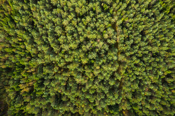 Aerial view of the Rominta forest in autumn