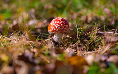 Classic red toadstool, Amanita muscaria mushrom in the autumn forest.