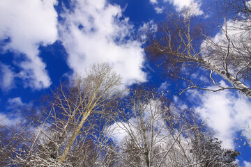 Tops of the forest trees on bright bue sky background with clouds