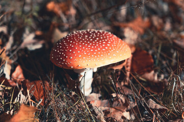 Classic red toadstool, Amanita muscaria mushrom in the autumn forest.