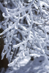 Melting snow on forest tree branches in sunny winter day