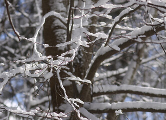 Melting snow on forest tree branches in sunny winter day