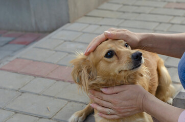 Female hands caress a small red mixed breed dog