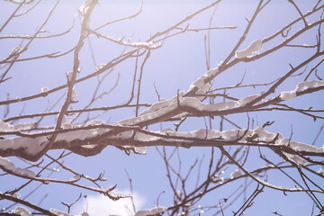 Melting snow on forest tree branches in sunny winter day