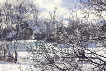 Melting snow on forest tree branches in sunny winter day