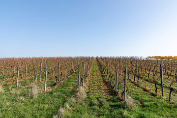 Fototapeta na wymiar scenic vineyard in the Nahe region in autumn colors