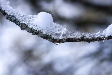 Melting snow on forest tree branches in sunny winter day