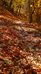 Fototapeta na wymiar fallen leaves piled up in the mountain path.