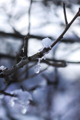 Melting snow on forest tree branches in sunny winter day