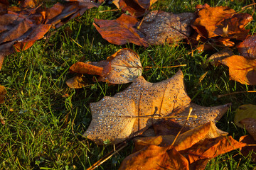 Blätter in Herbstfarben