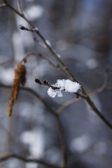 Melting snow on forest tree branches in sunny winter day