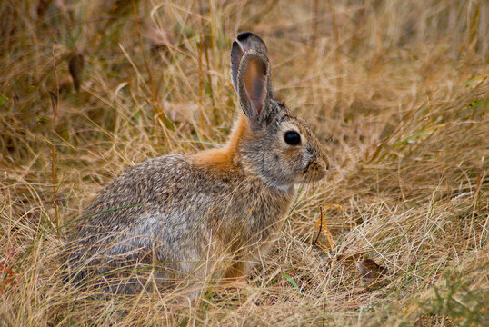478-97 Theodore Roosevelt NP Rabbitt