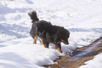 Active young mongrel dog walks outdoors on the snow in winter
