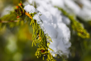 Melting snow on fir tree branches outdoors.