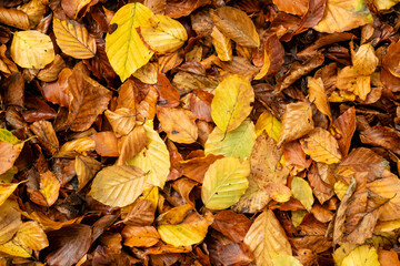 Herbstblätter
