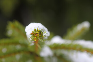 Snow covered spruce tree branches outdoors.
