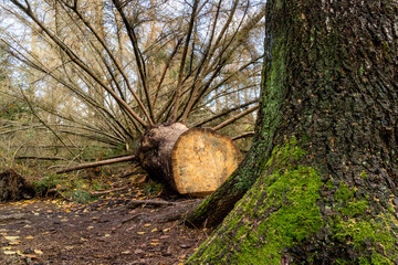 gefällter Baum im Sababurg Urwald