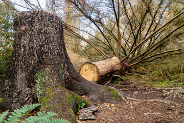 gefällter Baum im Sababurg Urwald