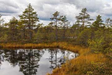 Obraz premium Peat marsh landscape in nature park in Estonia. Cloudy autumn day.