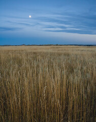 478-26 Grasslands and Moonrise, Theodore Roosevelt National Park