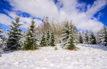 Winter landscape with forest trees and snow covered field
