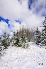 Winter landscape with forest trees and snow covered field