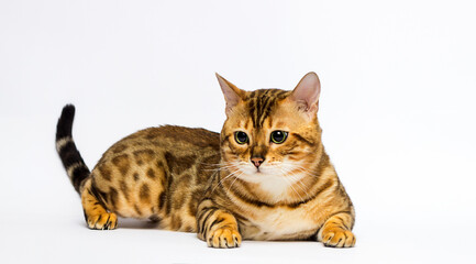 Obraz premium Leopard Bengal cat lies on a white background