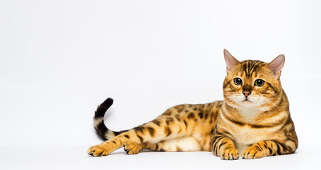 Leopard Bengal cat lies on a white background
