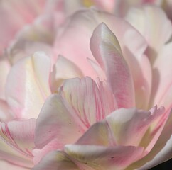 Pink Tulip Petals