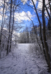 Winter landscape with forest trees and snow covered field