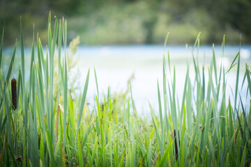 A Foreground Of Reeds With A Lake And Far Bank In The Background